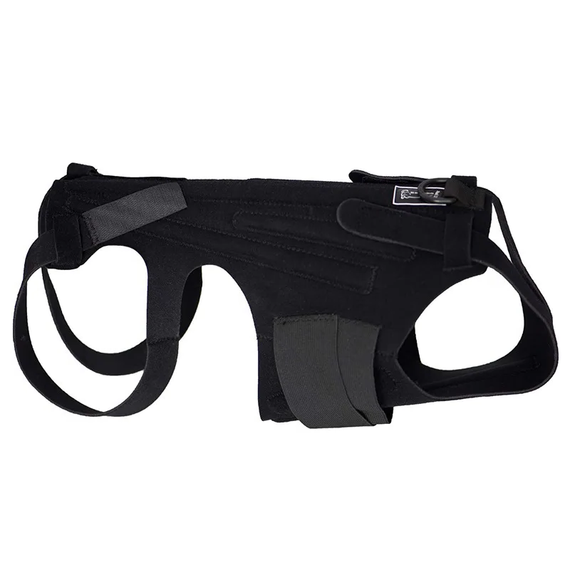 Frenchie with IVDD back support brace — pre and post surgery recovery