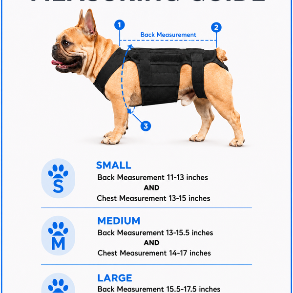 French Bulldog Back Brace — IVDD & Spinal Support for Frenchies