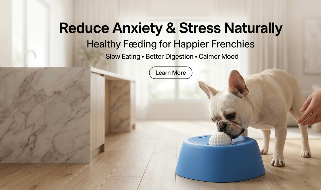 Frenchie eating slowly from the Lick Bowl — anxiety-free feeding