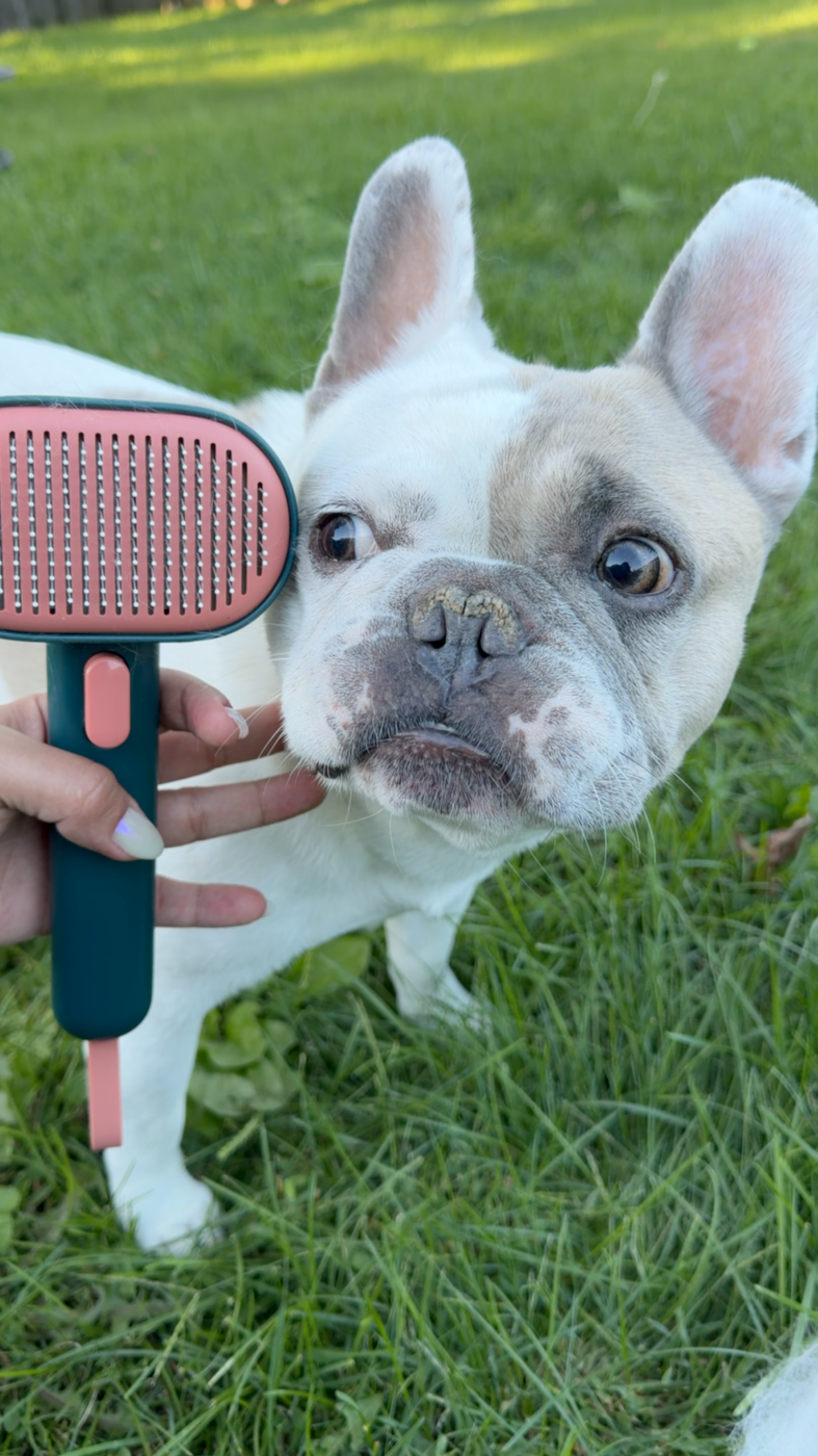 French Bulldog with the self-cleaning slicker brush outdoors