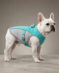 French Bulldog wearing turquoise Frenchie Cooling Vest, studio photo
