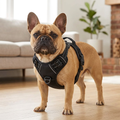 Fawn French Bulldog wearing the black BreatheEasy Harness V2 — padded chest panel and front D-ring
