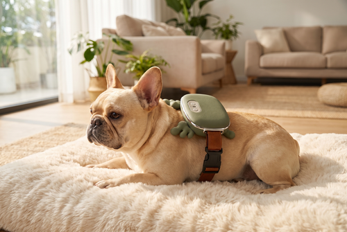 French Bulldog relaxing with CalmPaws massager