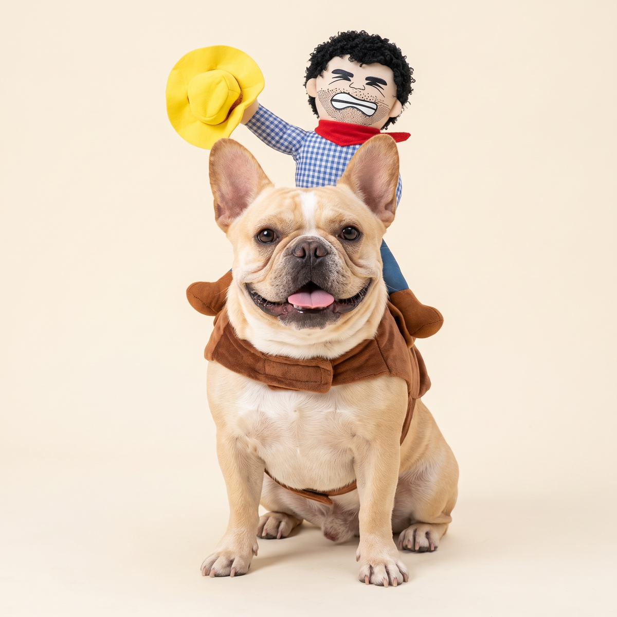 Frenchie wearing cowboy rider costume studio