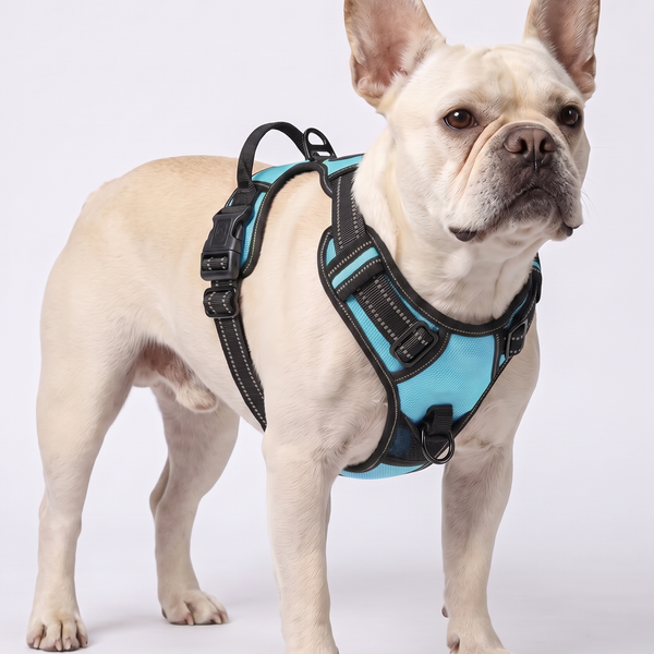 Frenchie BreatheEasy Harness V2 — No-Pull Vest for Adult French Bulldogs