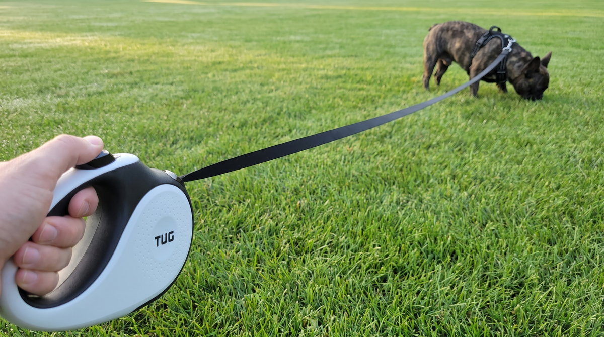 French Bulldog sniffing grass at the end of a 16 ft leash